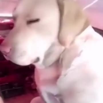Funny Dog Videos