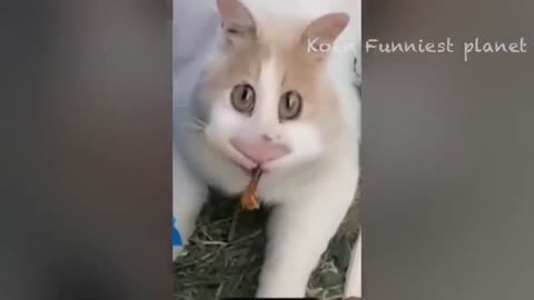 Funny animal