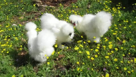 Silkie pullets (19)