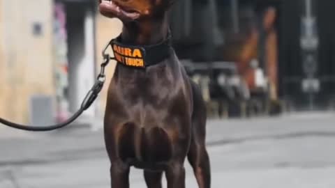 Doberman