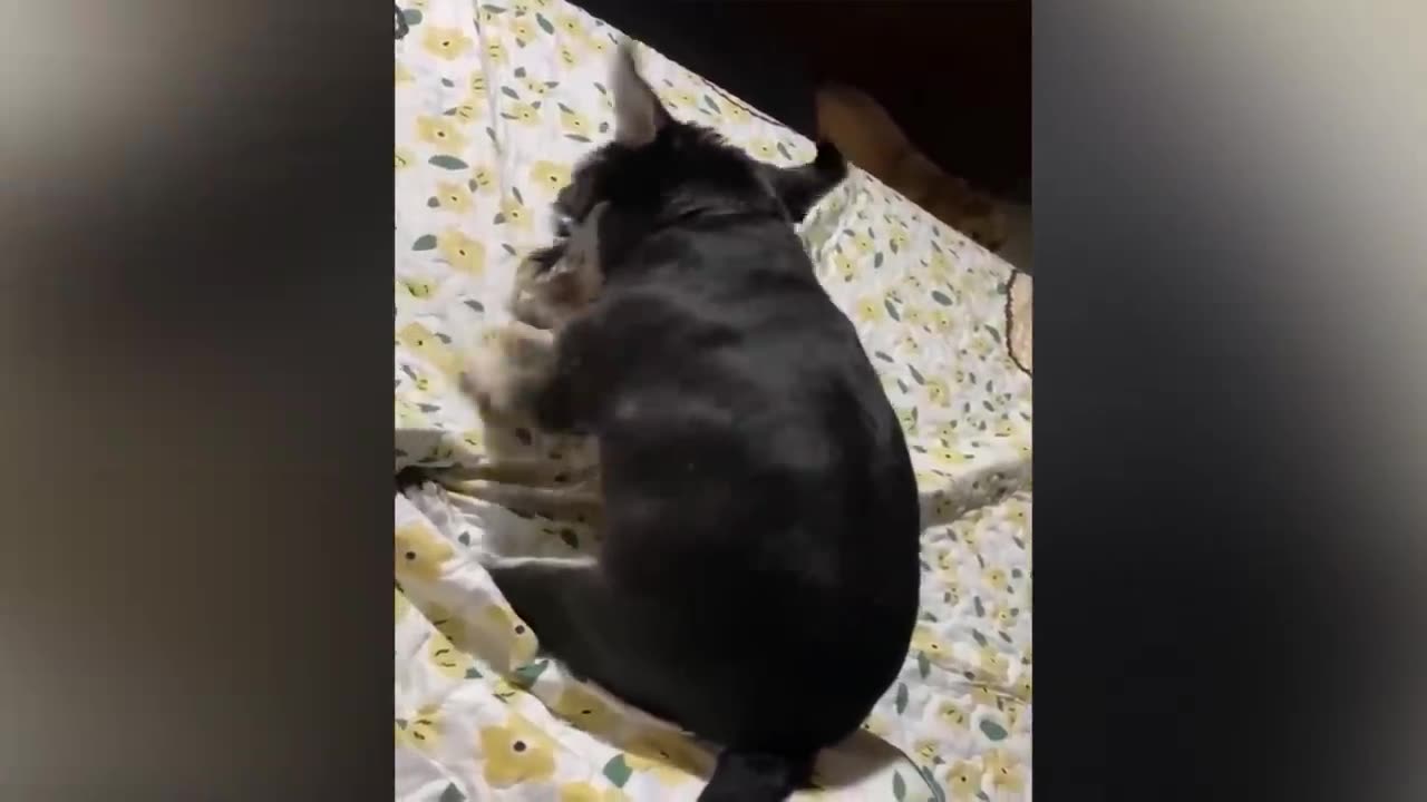 Funny Dogs And Cats Videos 2024 😅 - Best Funniest Animal Videos Of The week #6