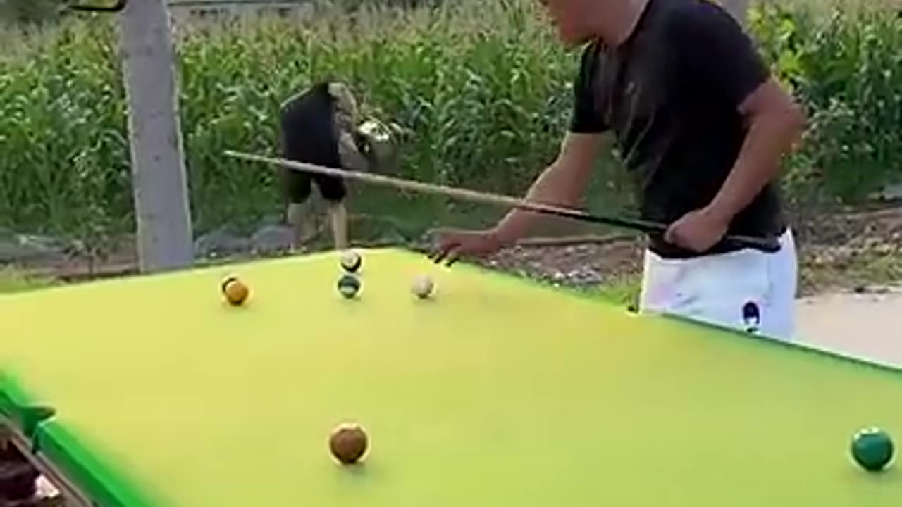 Funny playing billiards video