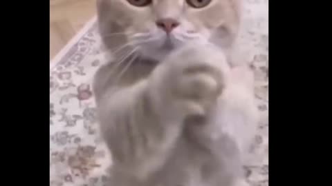 Cat funny video 😆🤣