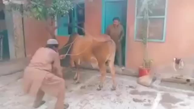 Donkey kicked