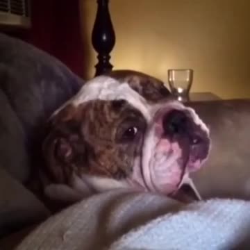 English Bulldog Proves He Is Master Of Temper Tantrums In This Video Compilation