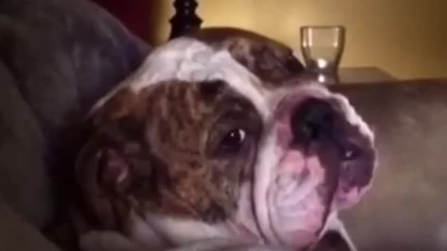 English Bulldog Proves He Is Master Of Temper Tantrums In This Video Compilation