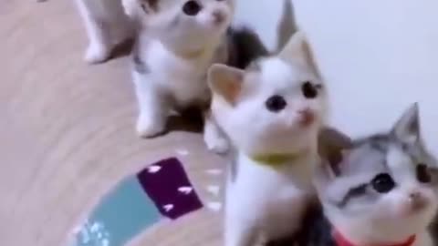 Cute cats funny video