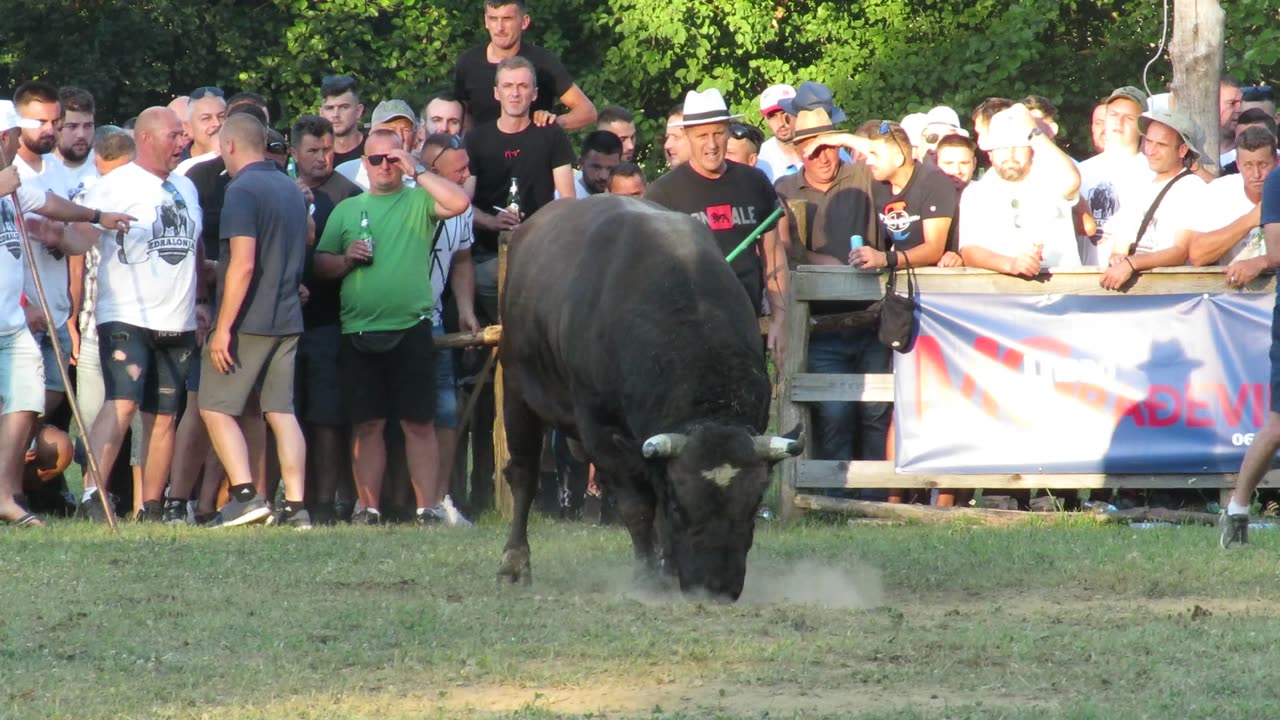 Ždralonja od Batara vs Golub od Ramljaka