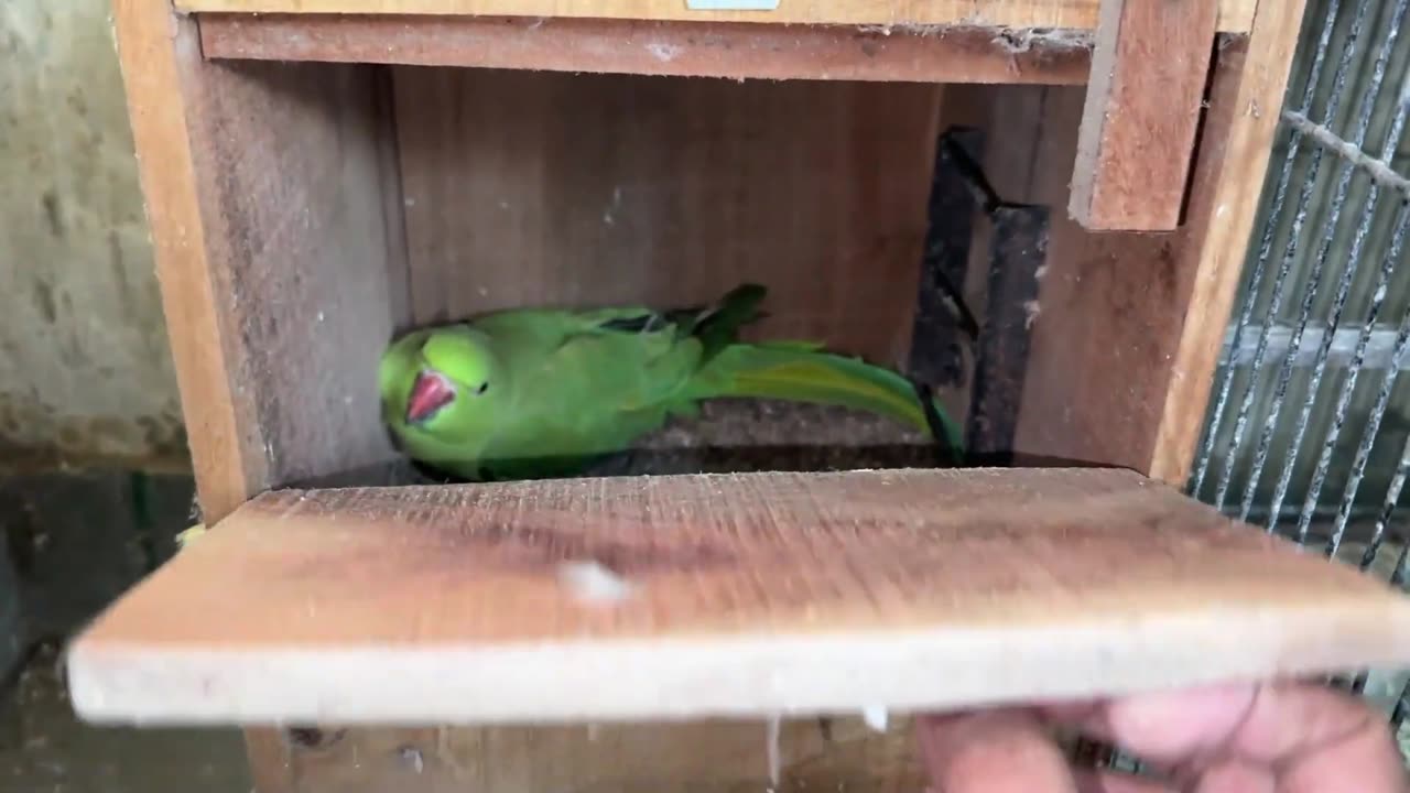 Breeding Progress of Ringneck Java Hagoromo Budgies