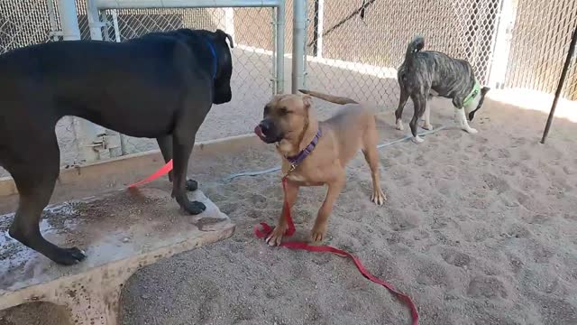 Cães com orçamento limitado: nossas melhores dicas para economizar dinheiro