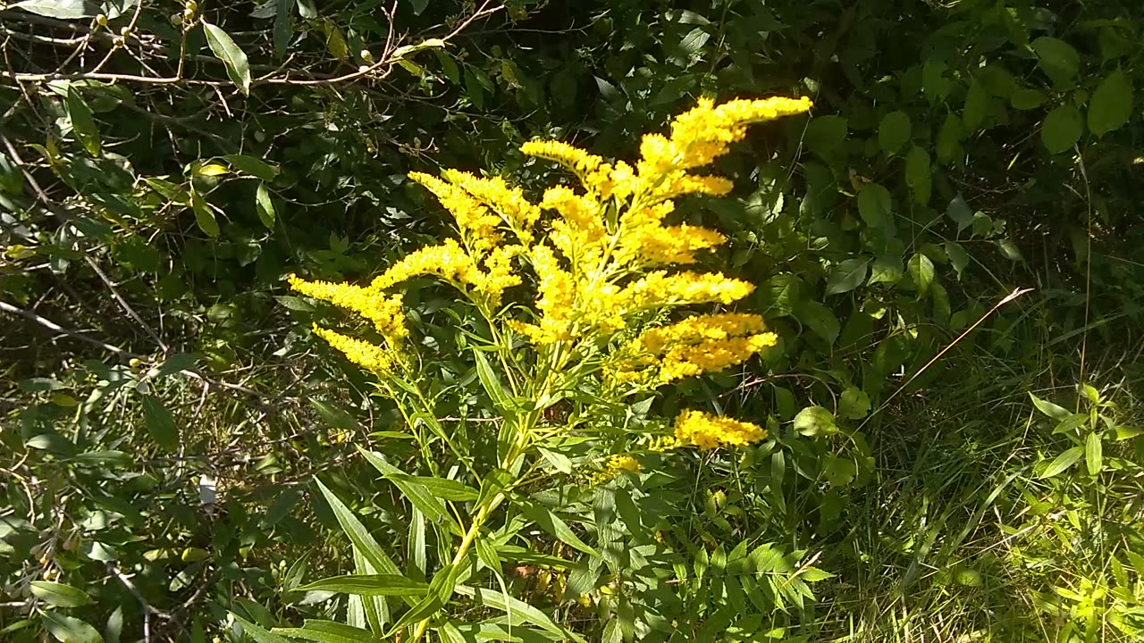 Goldenrod