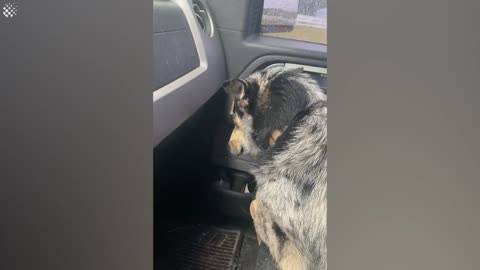 Dog thinks he's being replaced by baby cow.... sobbing at it's best!