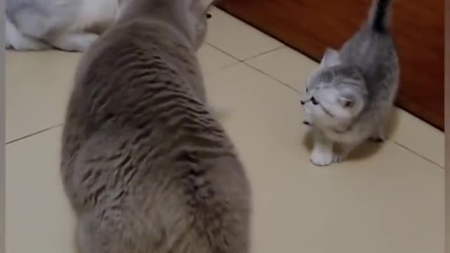 Cat is funny shorts video