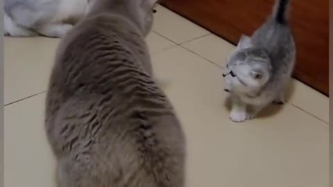 Cat is funny shorts video