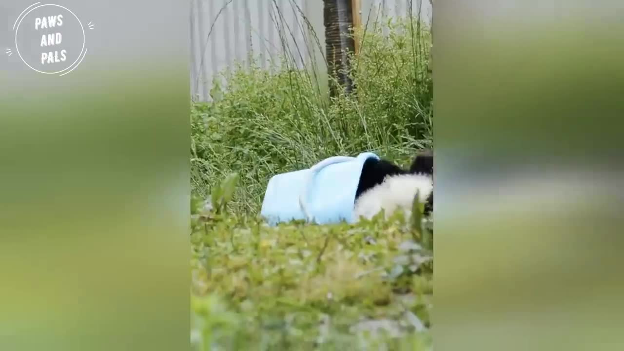 Funny - baby pandas playing & falling. Fluff floor!