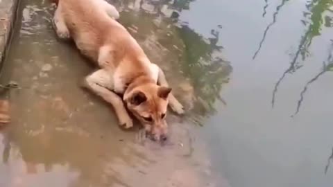 Funny dog video # dog bubbling in water