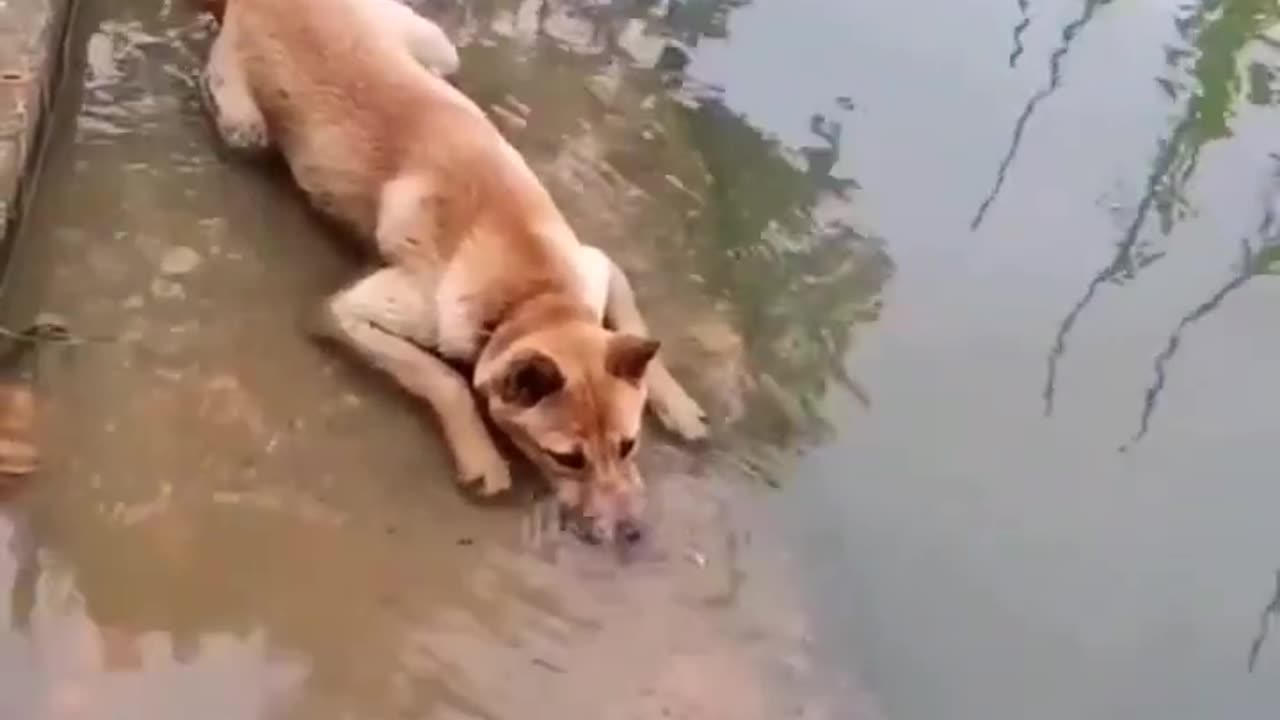 Funny dog video # dog bubbling in water
