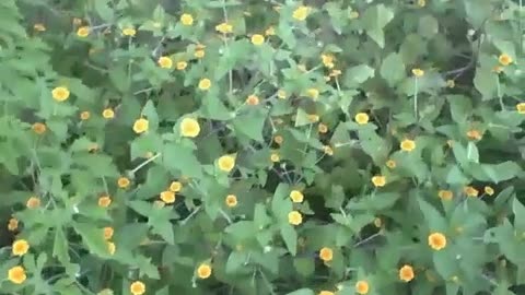 Constellation of yellow cosmos flowers, a beautiful small garden [Nature & Animals]