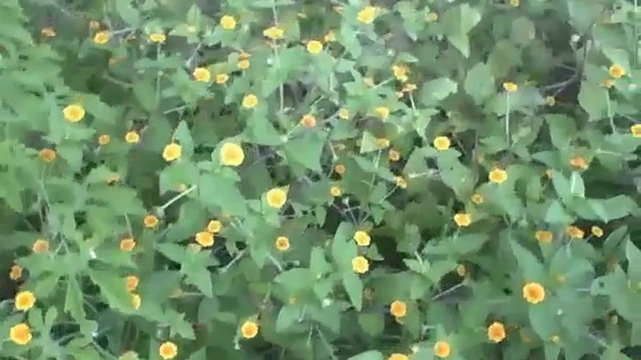 Constellation of yellow cosmos flowers, a beautiful small garden [Nature & Animals]