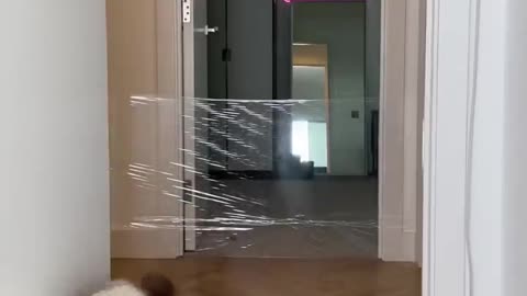 cat against the invisible wall