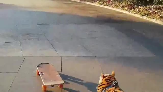 SkateDog-2