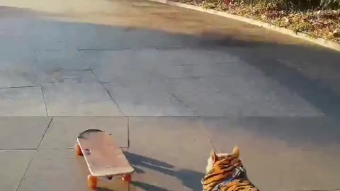 SkateDog-2