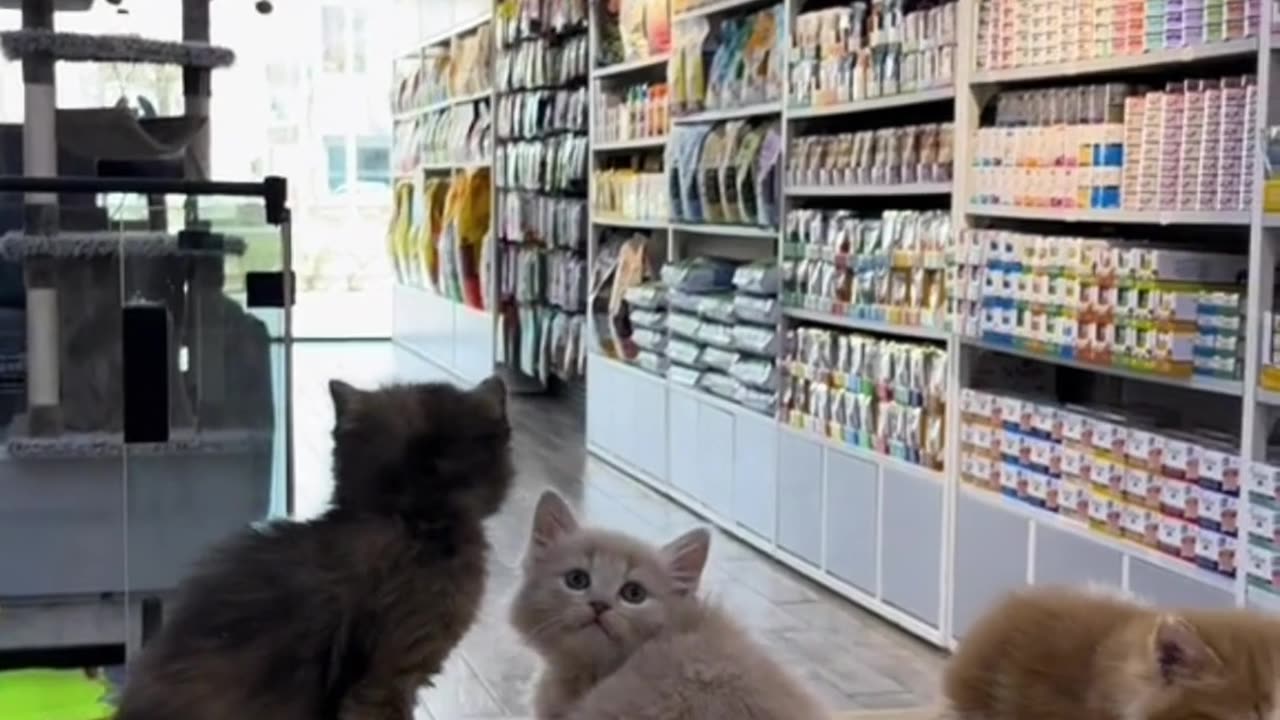 funnycat in library so cute trending cat with mom