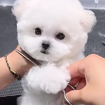 This video is not for the faint-hearted! 😍😍