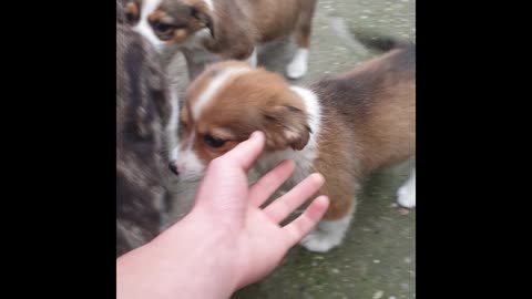 Adorable puppies playing with my hand