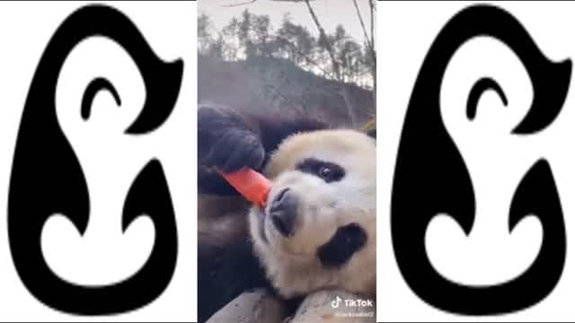 SUPER CUTE PANDA EATING COMPILATION