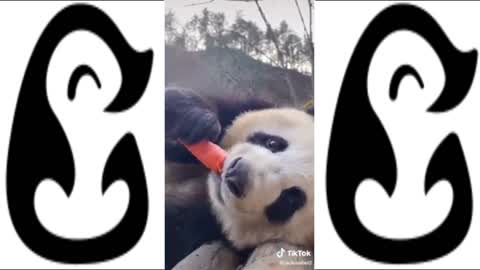 SUPER CUTE PANDA EATING COMPILATION