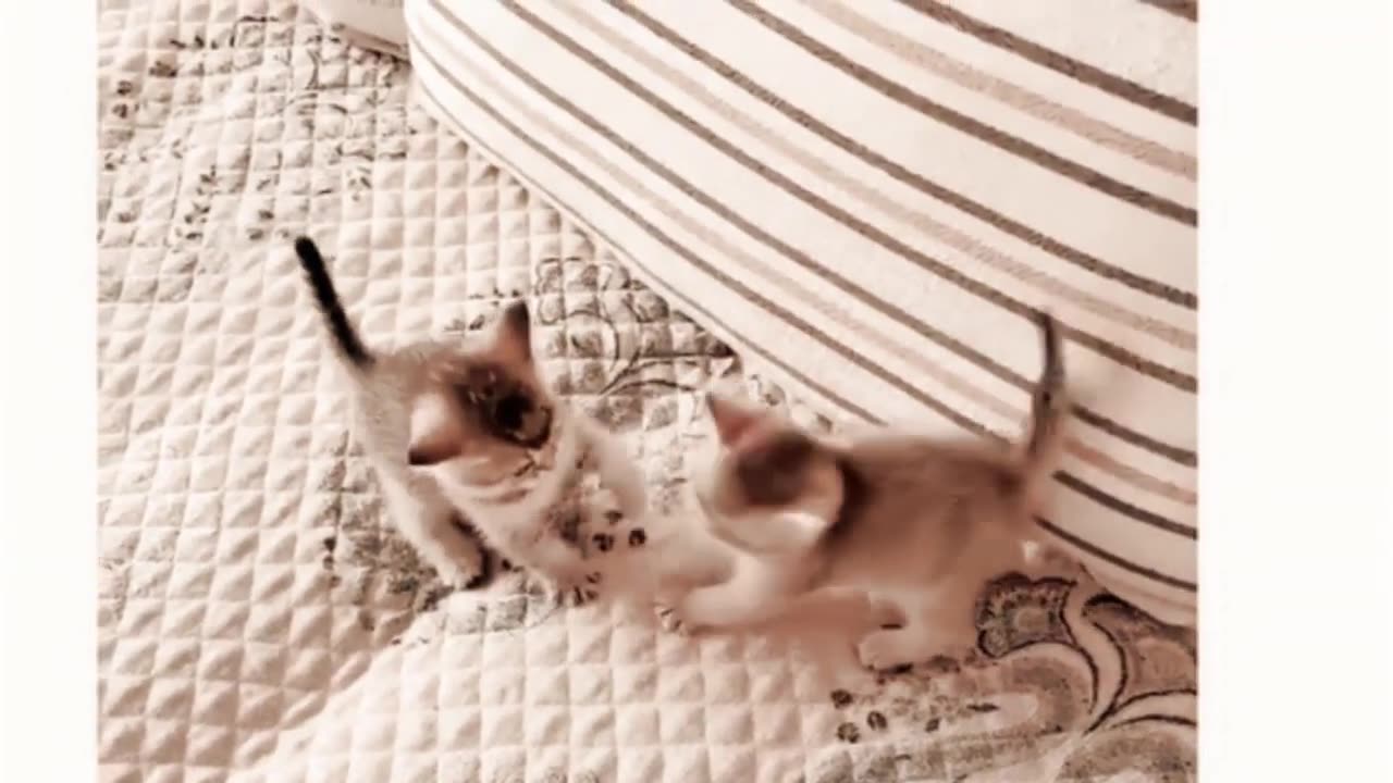 Cute Cat Videos 2023 #8 🙀 Funny Cat Videos 2023 😺 Kitty