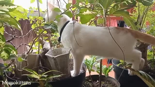 Find cute cats playing in the pot garden climbing sneaking biting #2 #momokittens #cats #animals