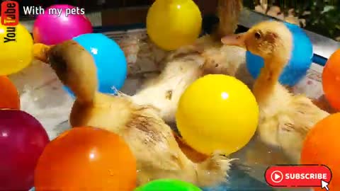 filling the pond of water and balls for Ducklings