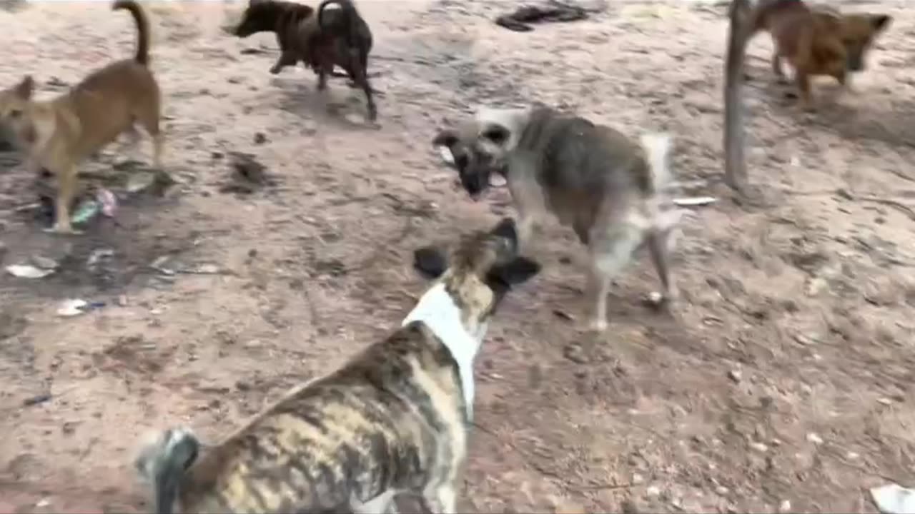 How Dogs fight each other 😭😭😭😭