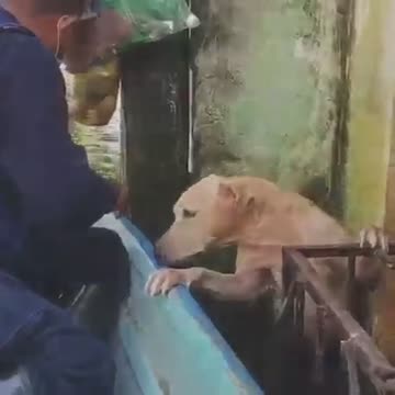 DOG RESCUE