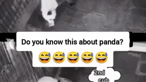 Pandas funny moments 🤣