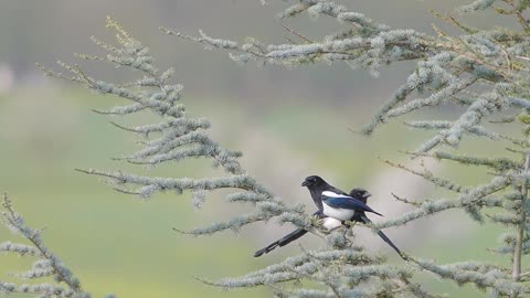 nice end beautiful bird