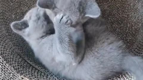 FUNNY CAT