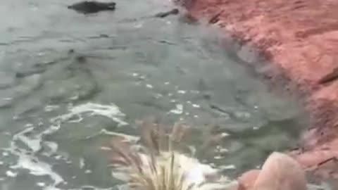 Is it the weekend yet #shorts #viral #shortsvideo #video