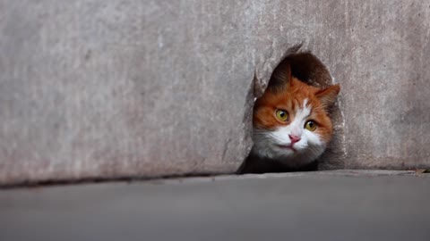 An orange cat in the hole looking at the cat bar