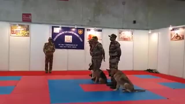 Training video dogs funny video