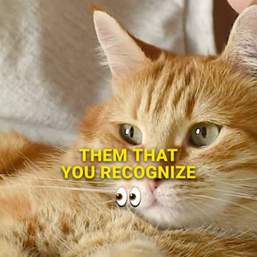 Why You Should Pay Attention to Your Cat (According to Science)_2