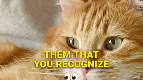 Why You Should Pay Attention to Your Cat (According to Science)_2