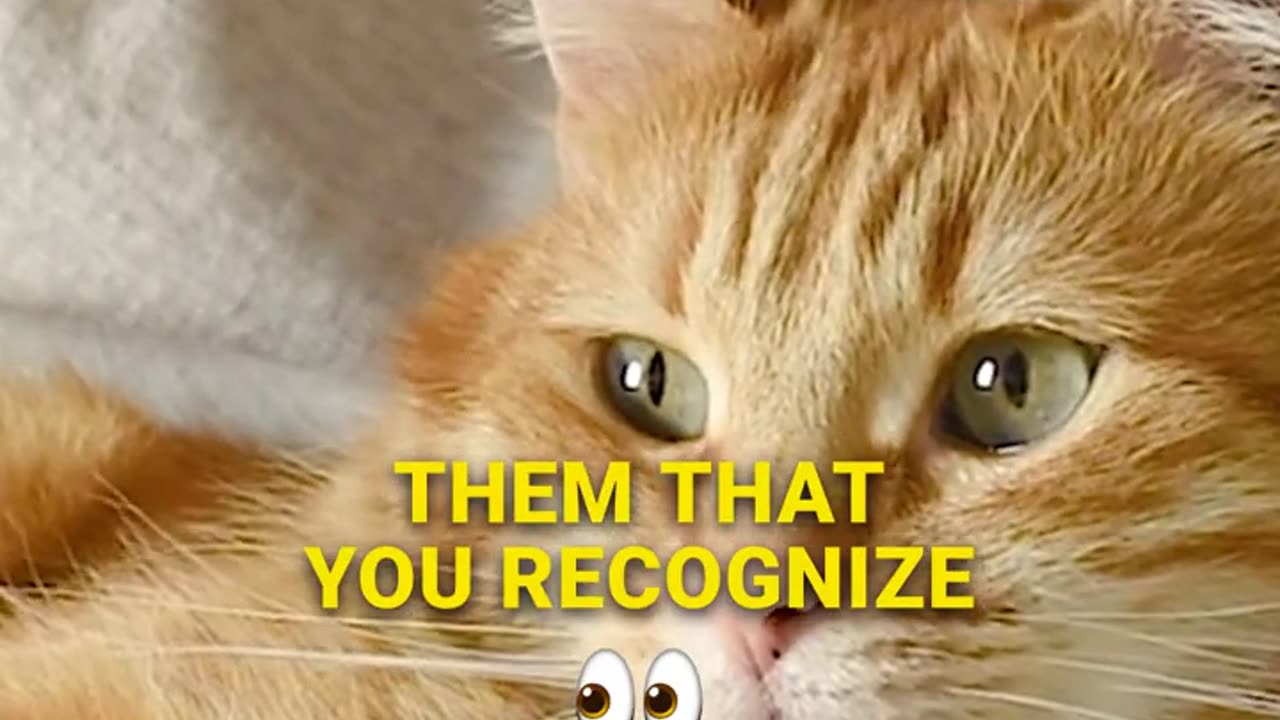 Why You Should Pay Attention to Your Cat (According to Science)_2