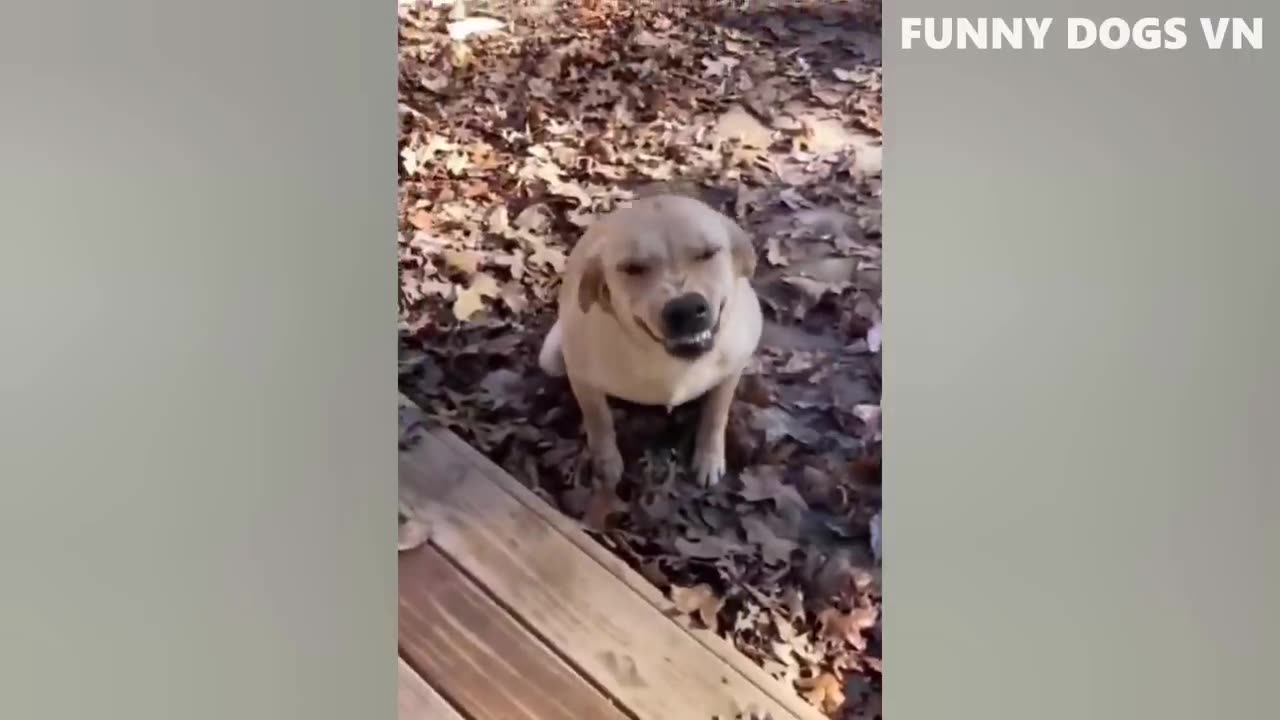 Funniest Animal Videos