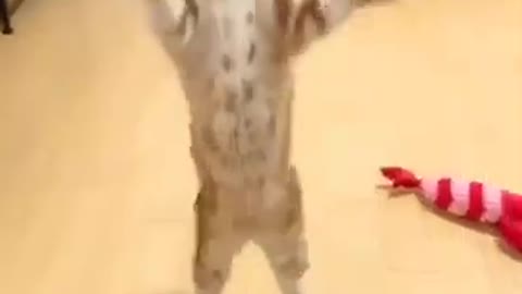 Cute cat jumping #short #funny