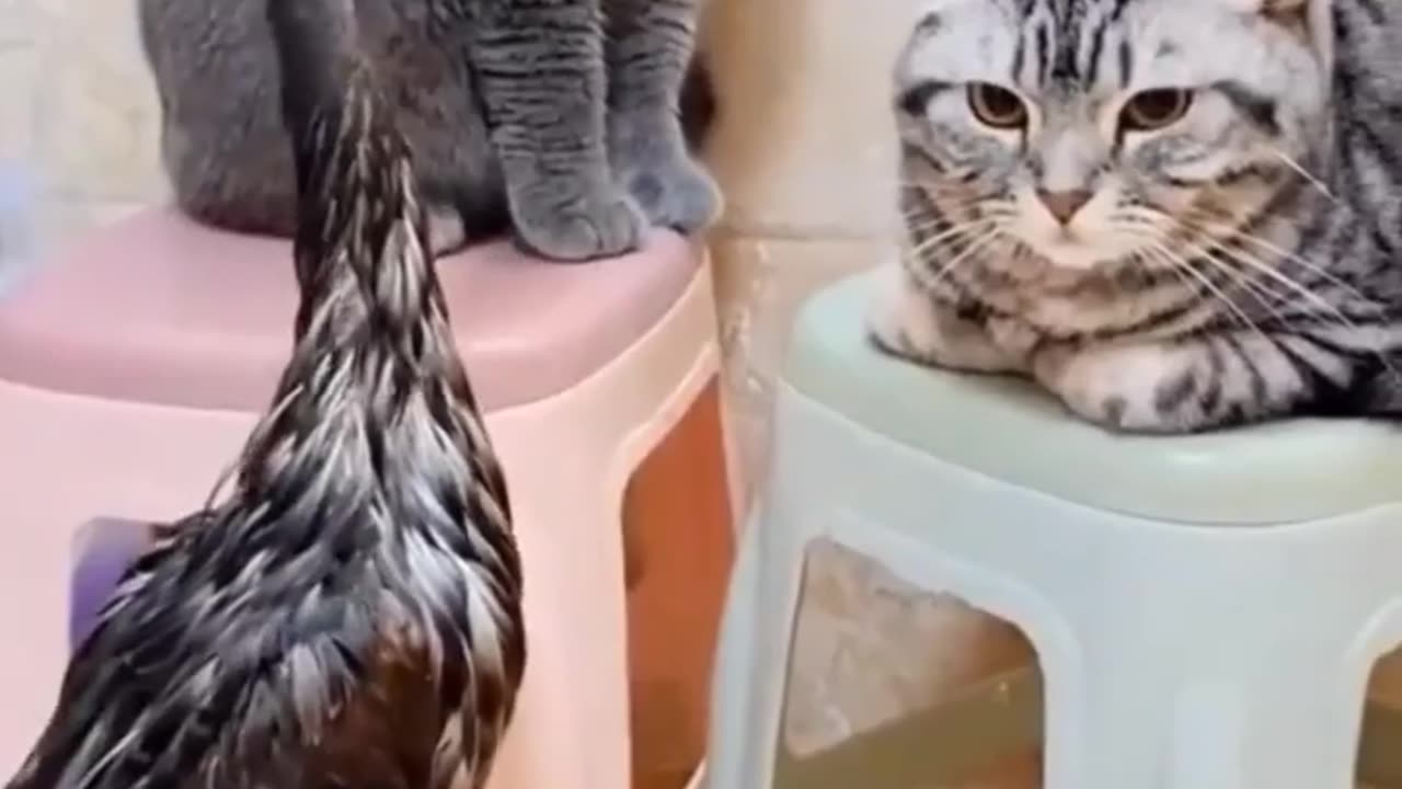 Animals funny video 😄😄😄