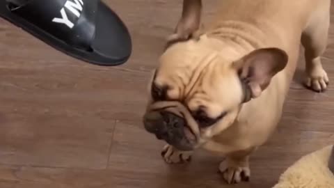 Puppy PUG changes his mind in second time 😂