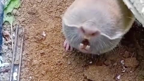 animals funny 558818